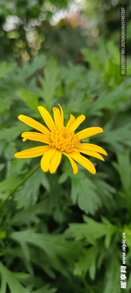 黃色小花綻放綠葉間