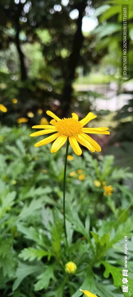 黃色小花綻放綠葉間