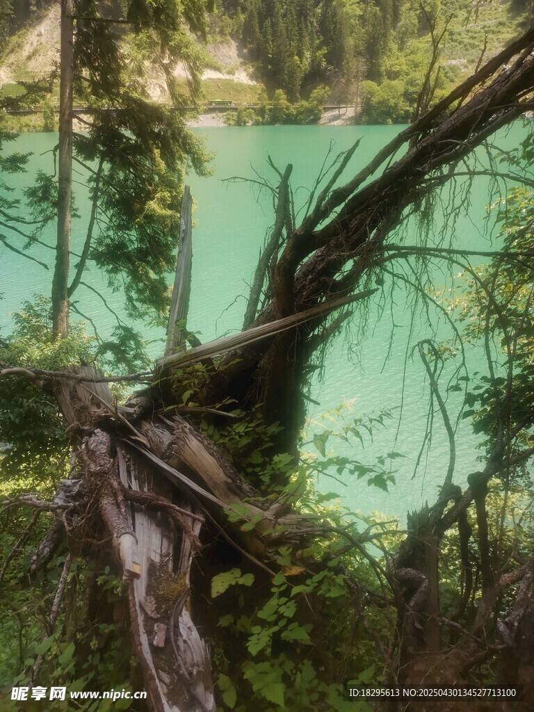 森林中的碧綠幽美湖泊
