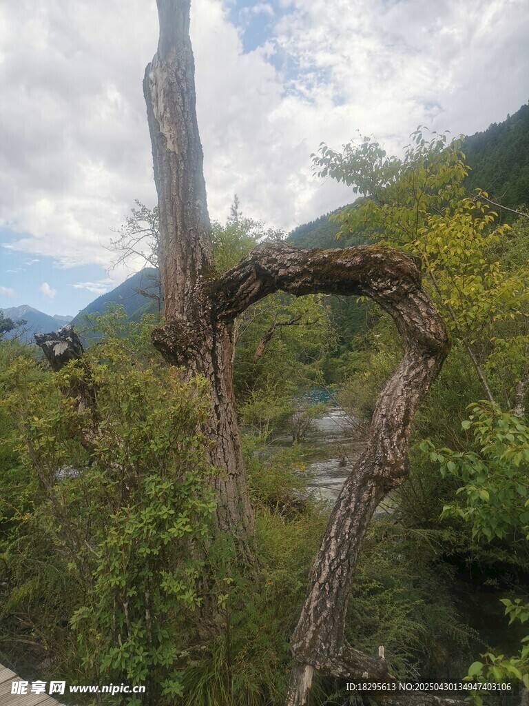 天然心形枯木景觀
