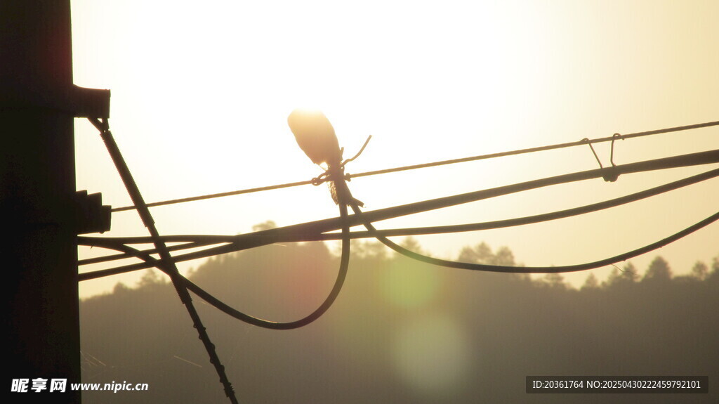 夕陽下電線上的小鳥