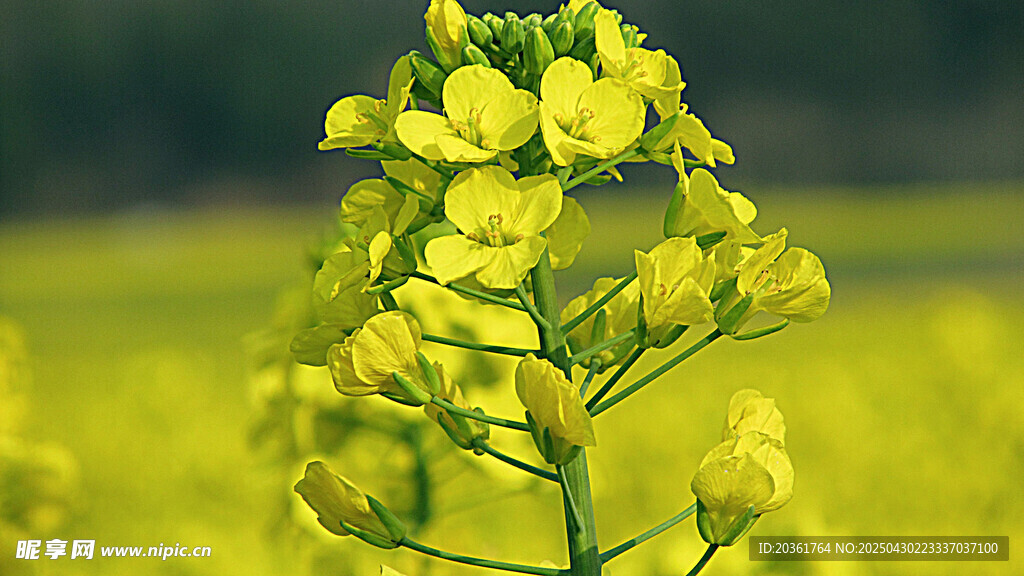一枝綻放的黃色油菜花