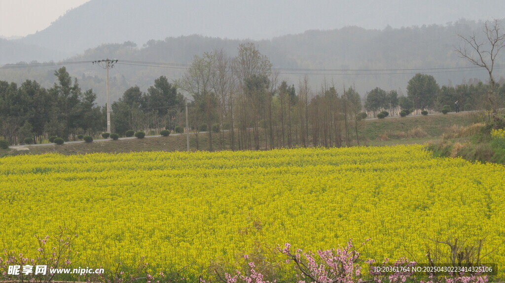 金黃油菜田與遠山美景