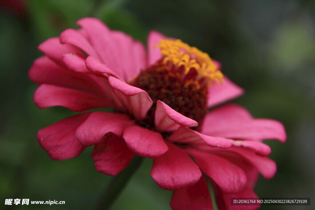 嬌艷粉色百日菊