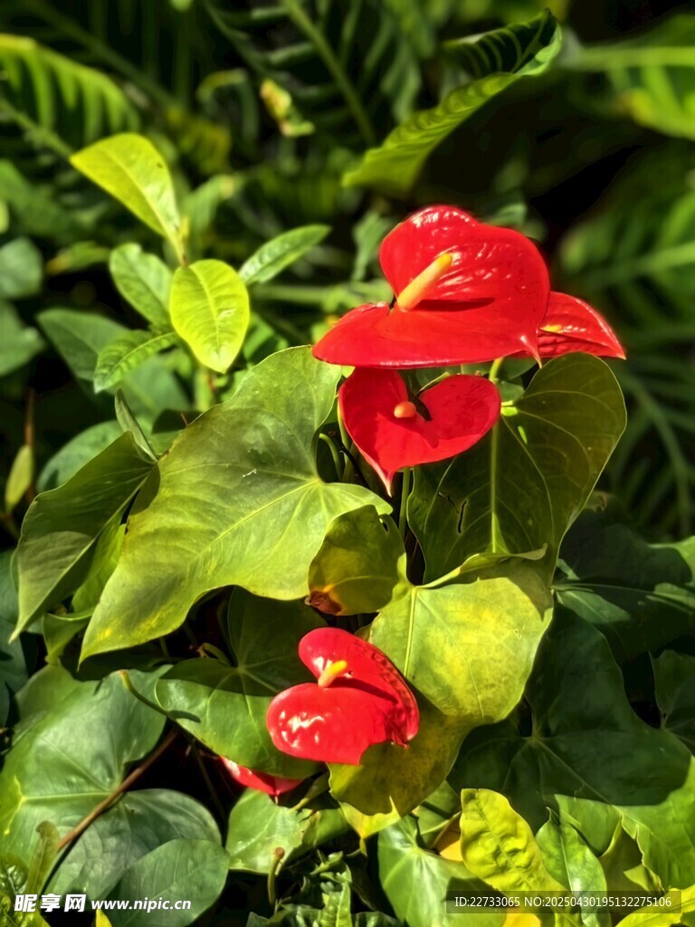 紅花花卉