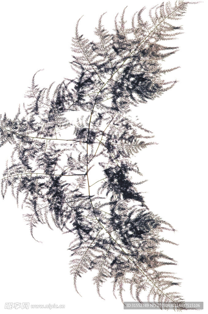 黑白竹子
