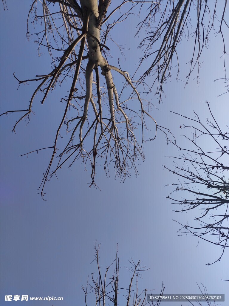  樹枝