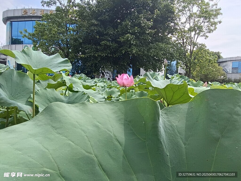 夏日 荷塘 荷葉 植物 自然 