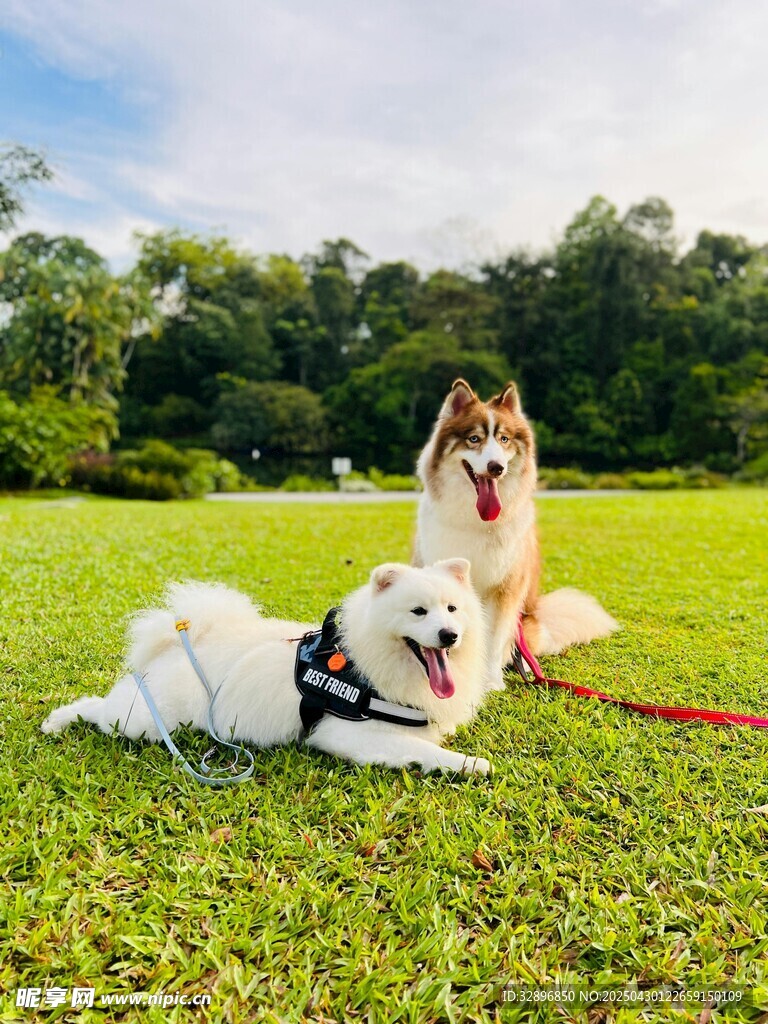 草地上的可愛雙犬