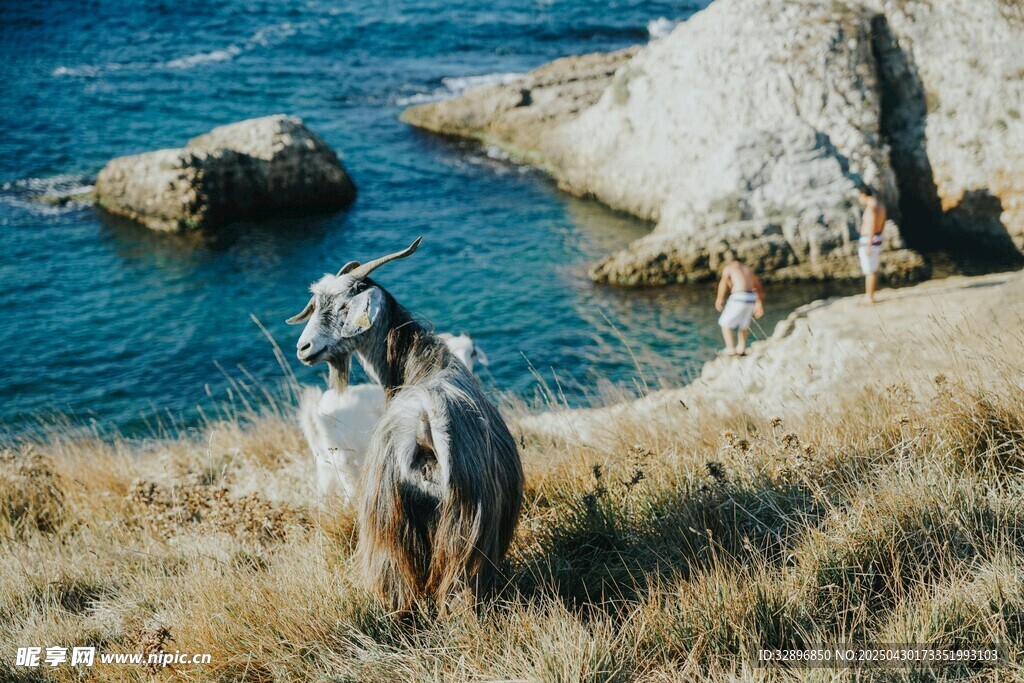 海邊草地的兩匹馬
