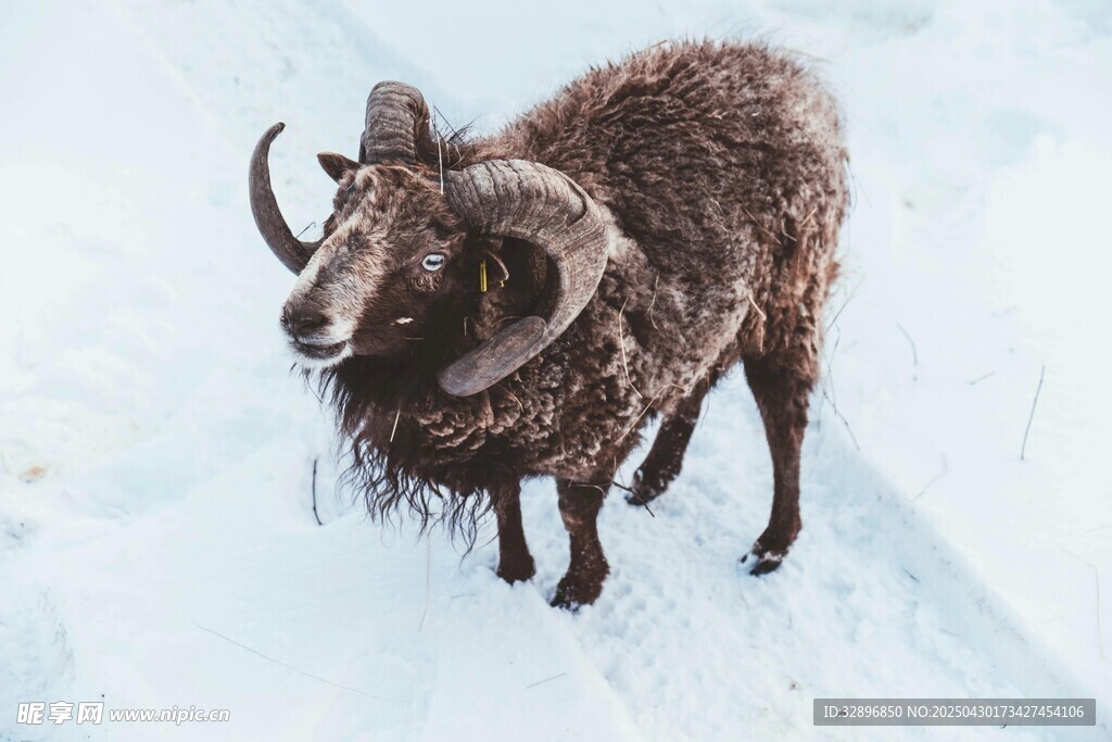 雪地中的大角羊