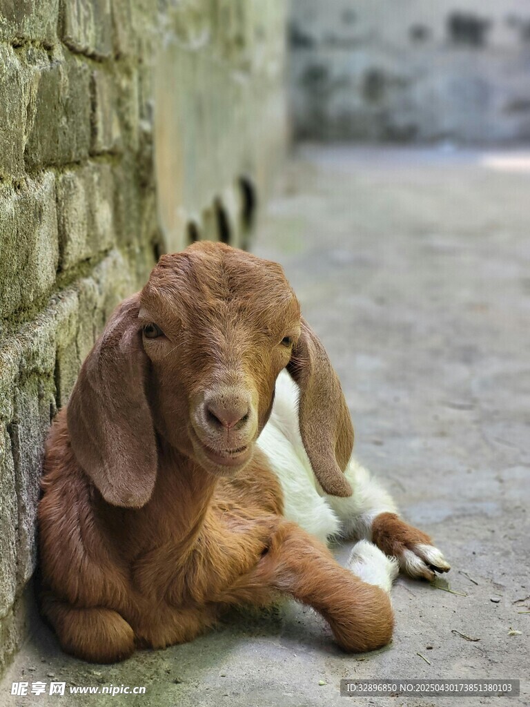 墻邊休憩的可愛小山羊