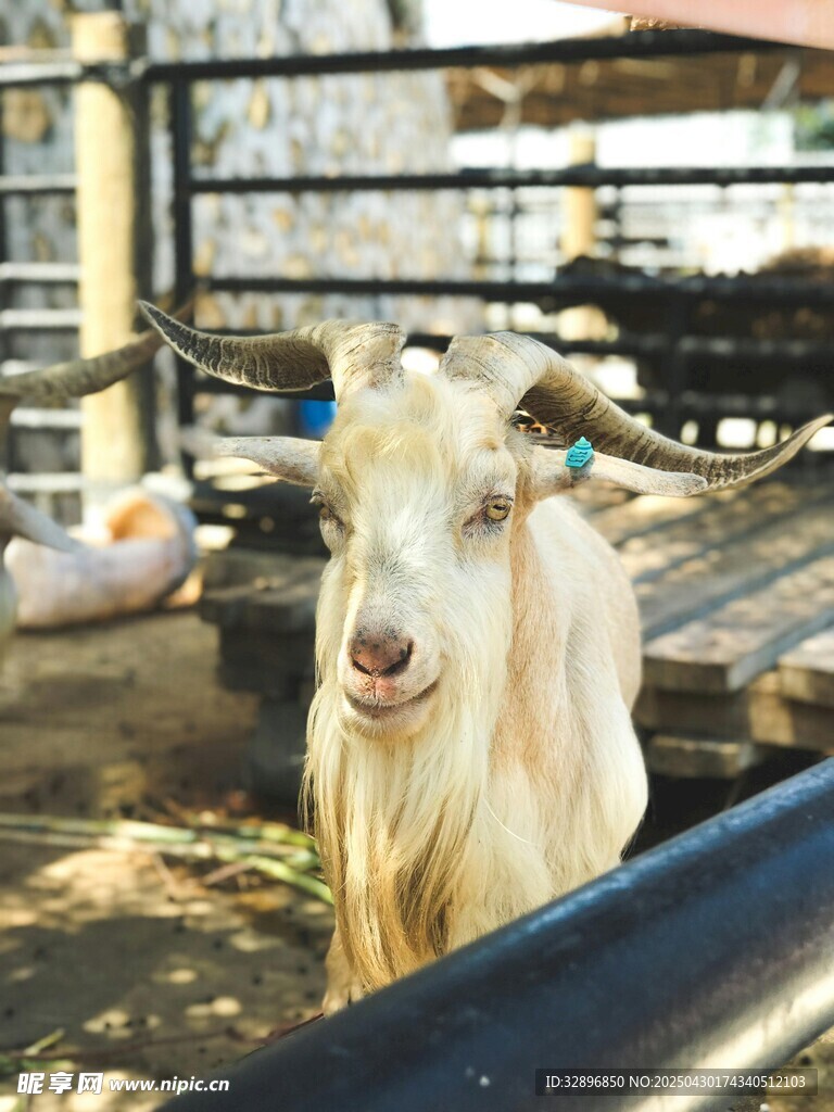 圍欄里的可愛山羊