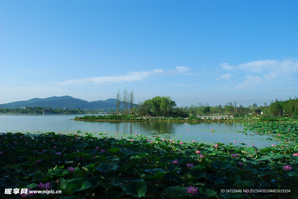 湖畔荷花景 遠(yuǎn)山映藍(lán)天