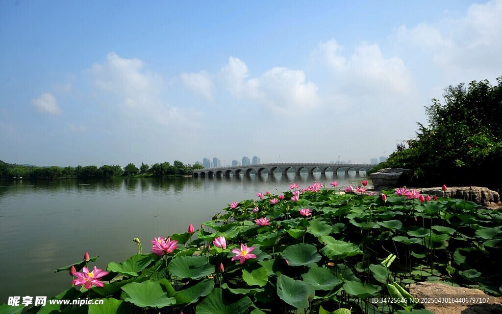 湖畔荷花綻放美景