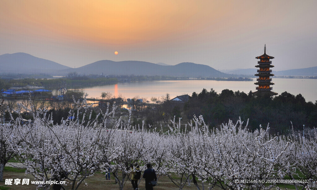 春日湖畔賞花景