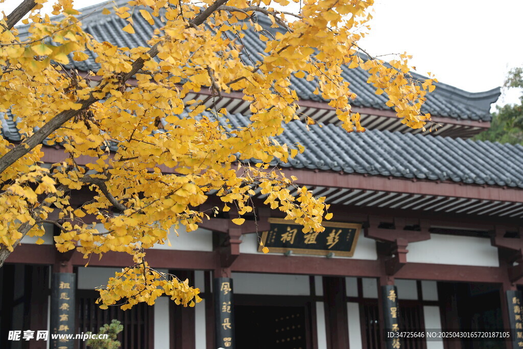 古建旁金黃銀杏樹枝低垂