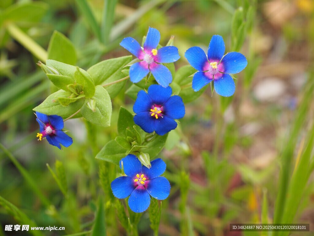 藍色小花綻放于草叢中