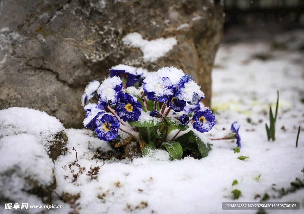 雪覆藍花顯別樣景致