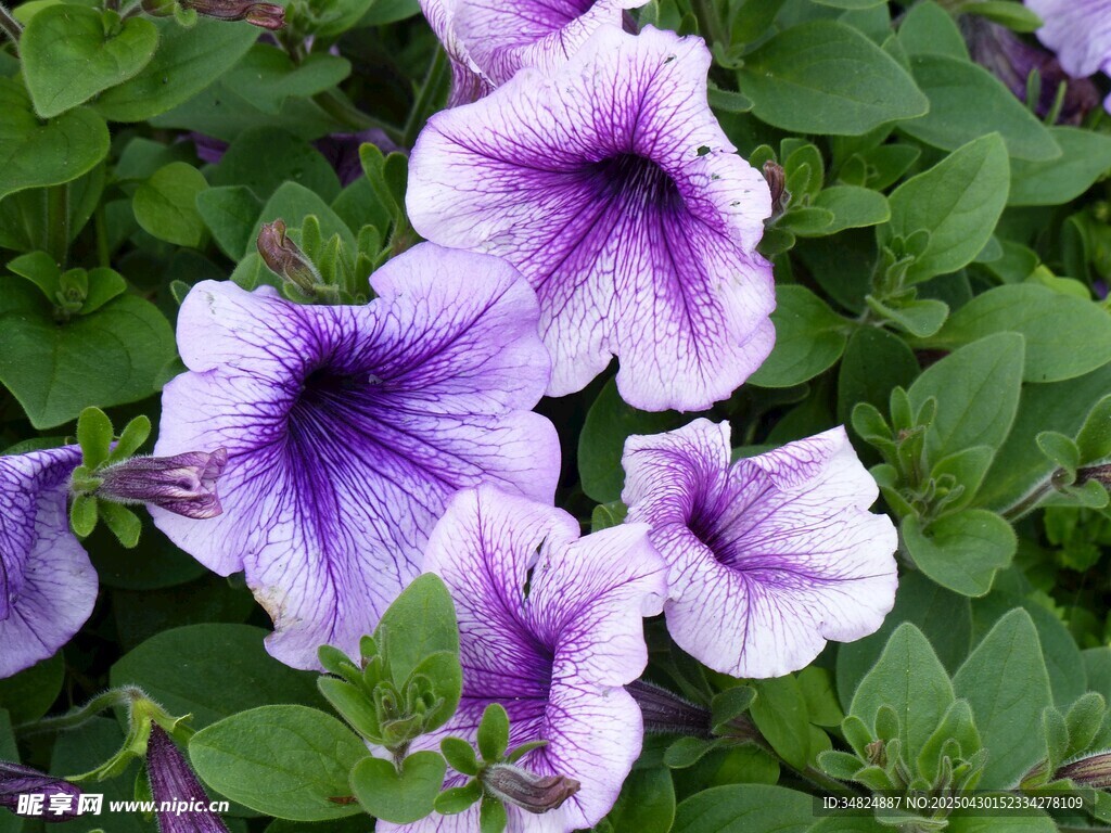 紫色矮牽牛花綻放