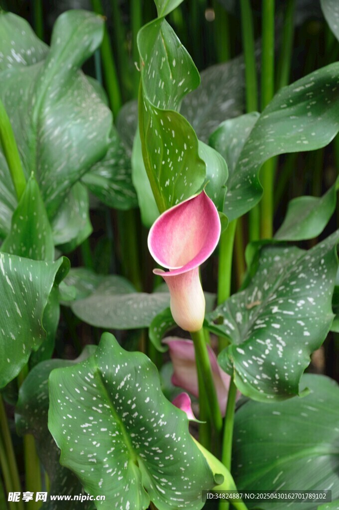 粉色海芋花綻放綠葉間