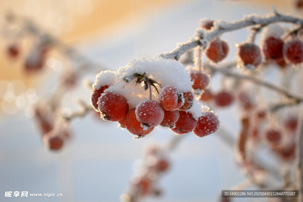 雪覆紅果枝頭美如畫