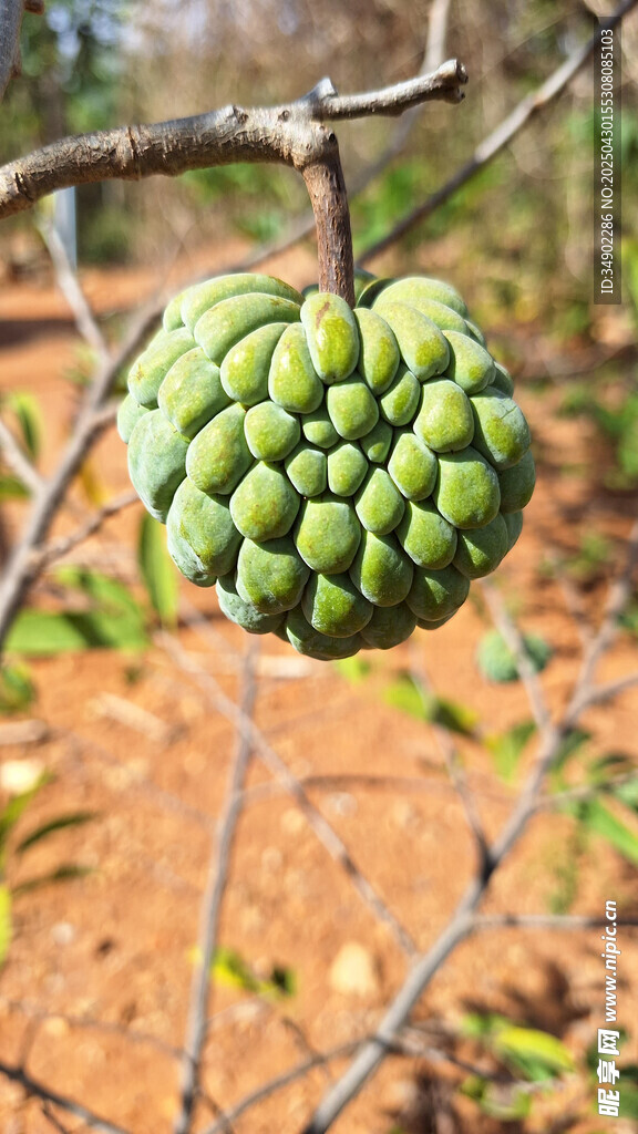 枝頭的釋迦果