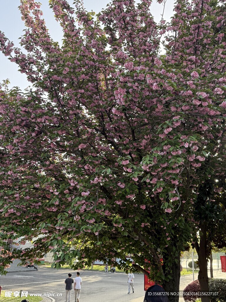 繁花滿樹的美麗景觀
