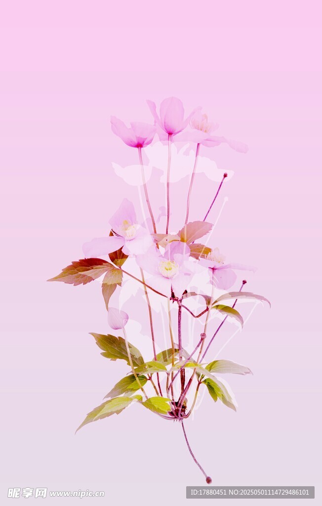 粉色花卉