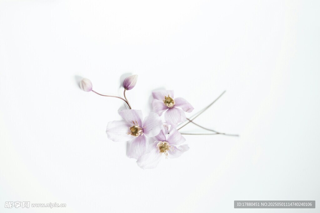 小花枝