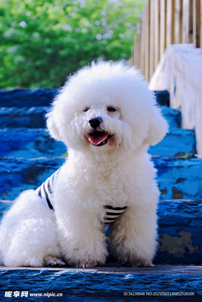 小比熊