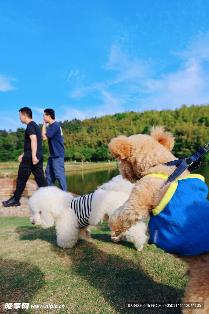 快樂小比熊