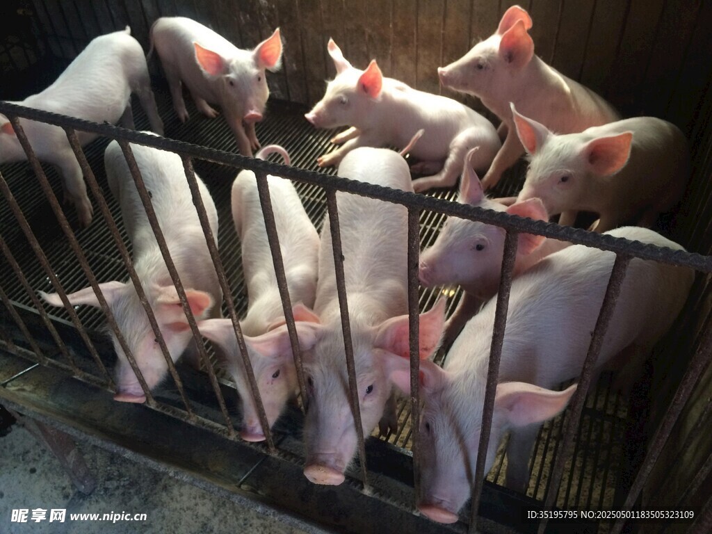 豬舍里的小豬