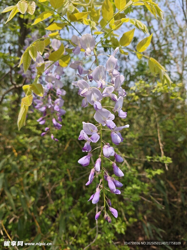 紫藤花綻放于綠意間