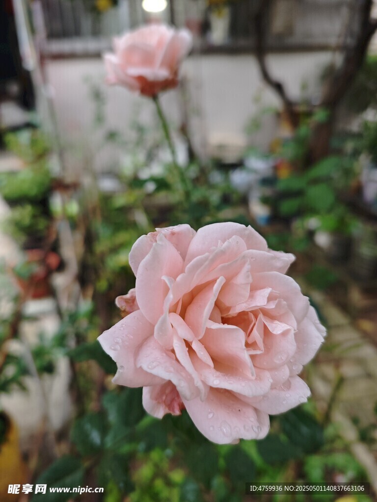 粉色嬌艷月季花綻放