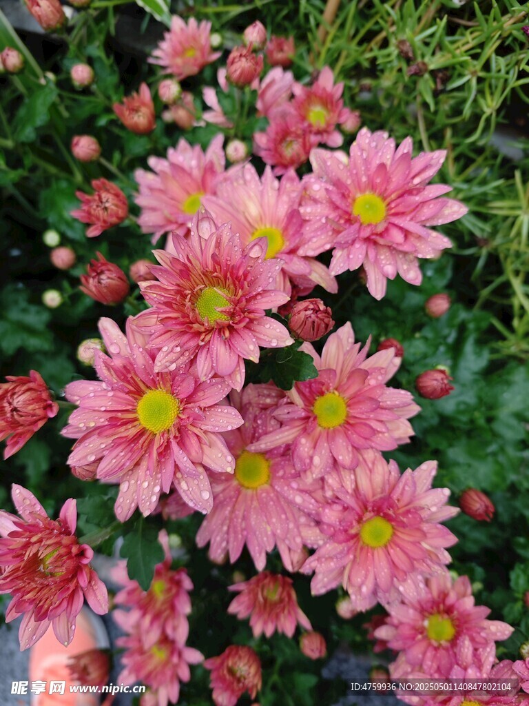粉色菊花綻放生機