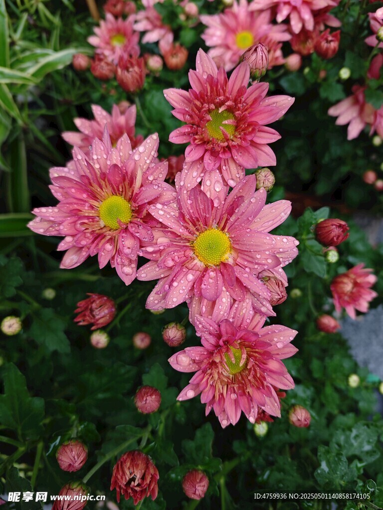 嬌艷粉色菊花綻放 水滴