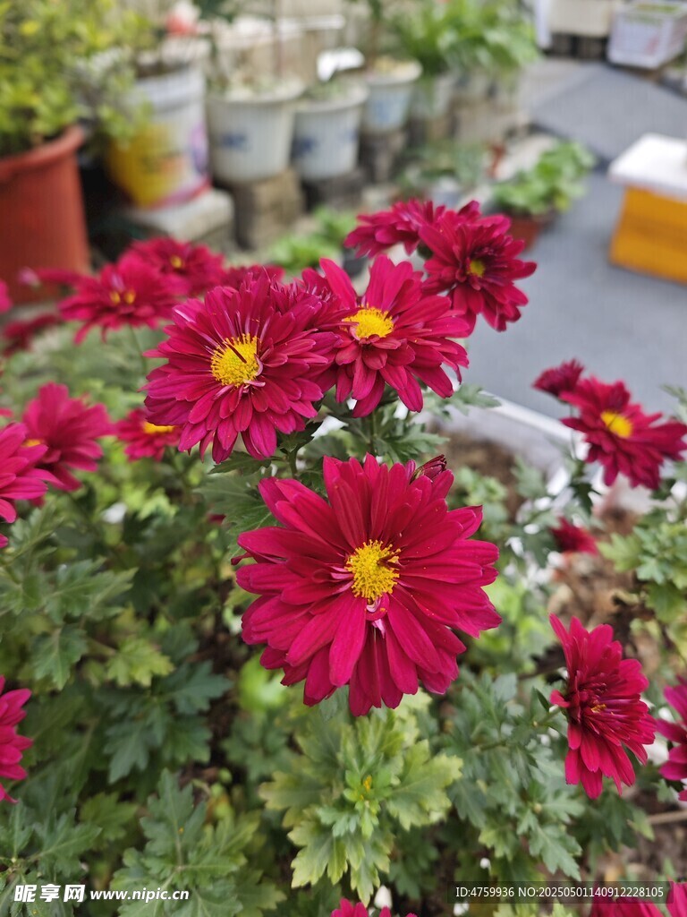 鮮艷紅菊綻放生機