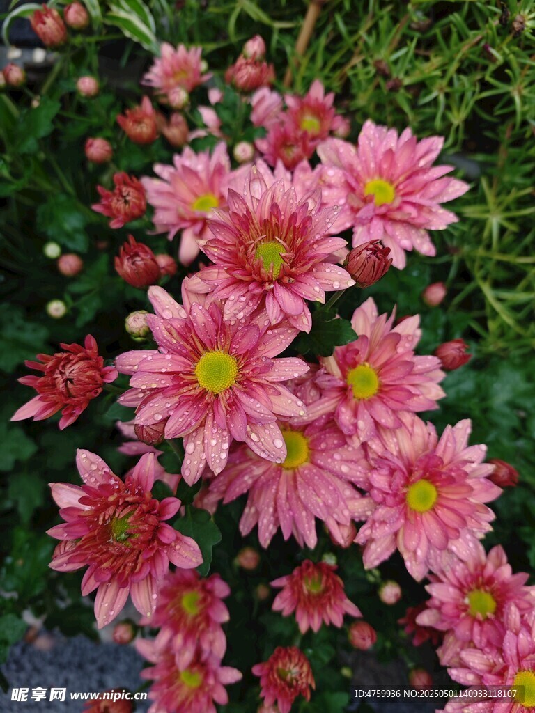 嬌艷粉色菊花綻放