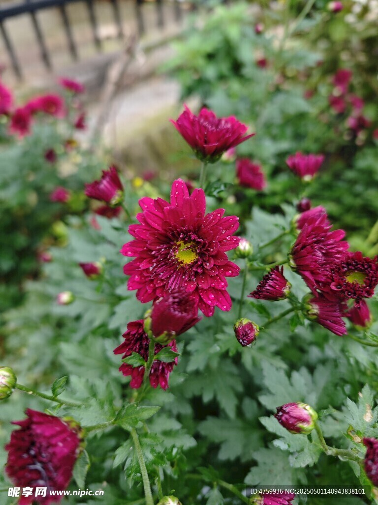 艷麗深紅花朵綻放綠葉間