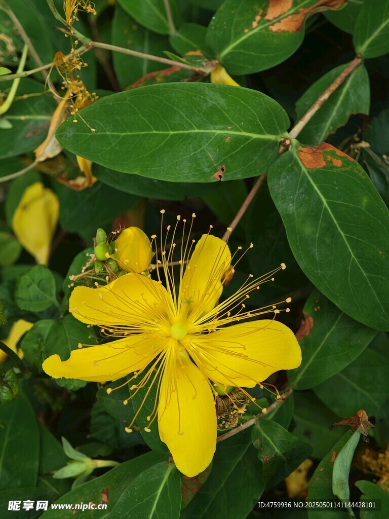 黃色小花綻放綠葉間