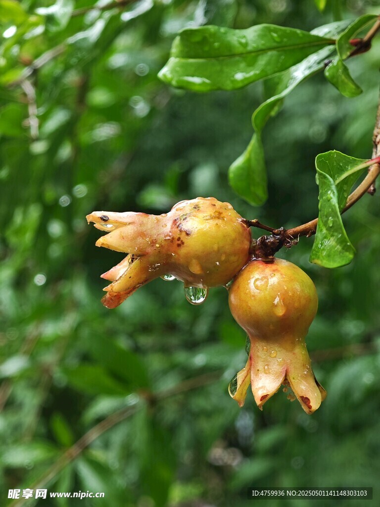 枝頭雙生石榴初綻