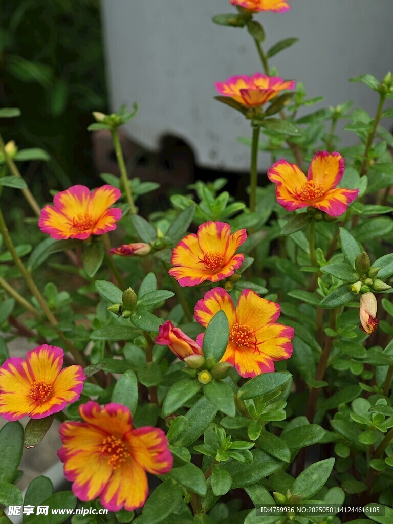 多彩勛章菊綻放生機(jī)