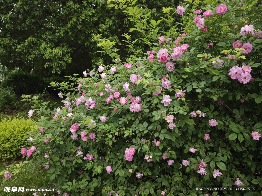 盛開的粉色薔薇花叢