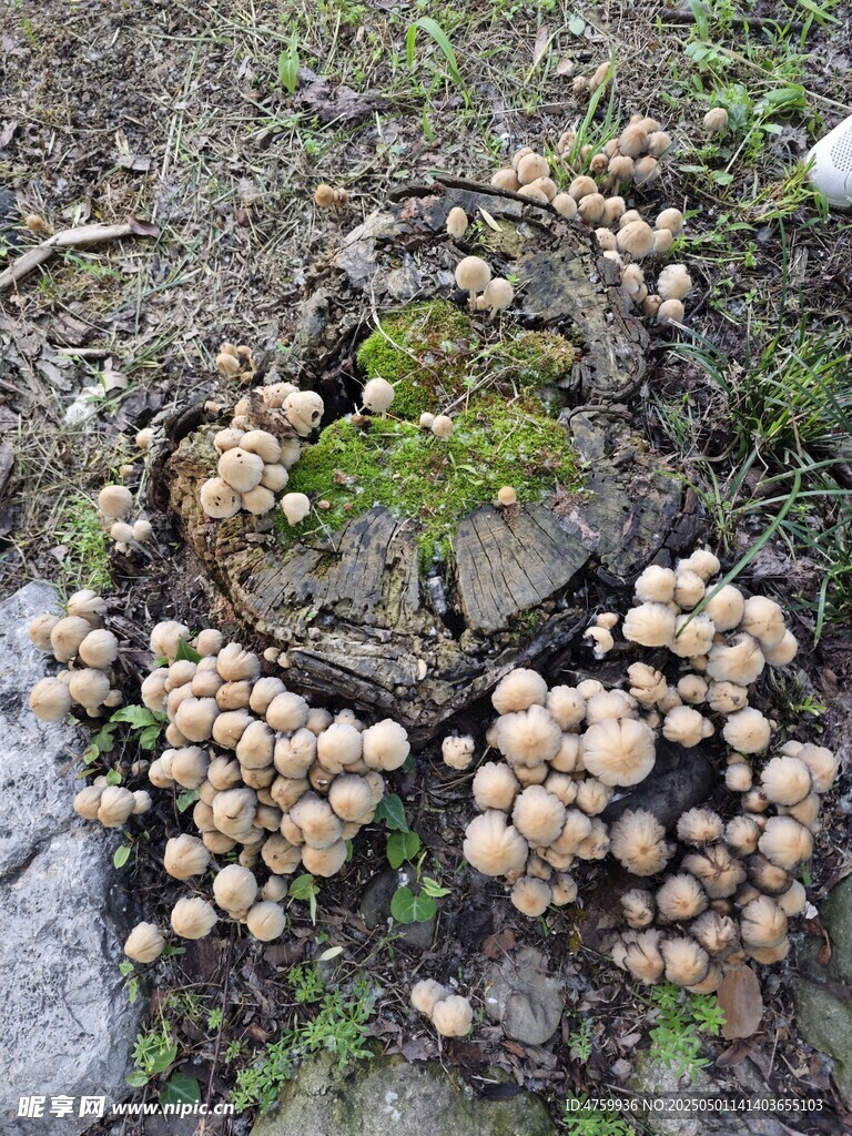 地面上生長的球狀菌類