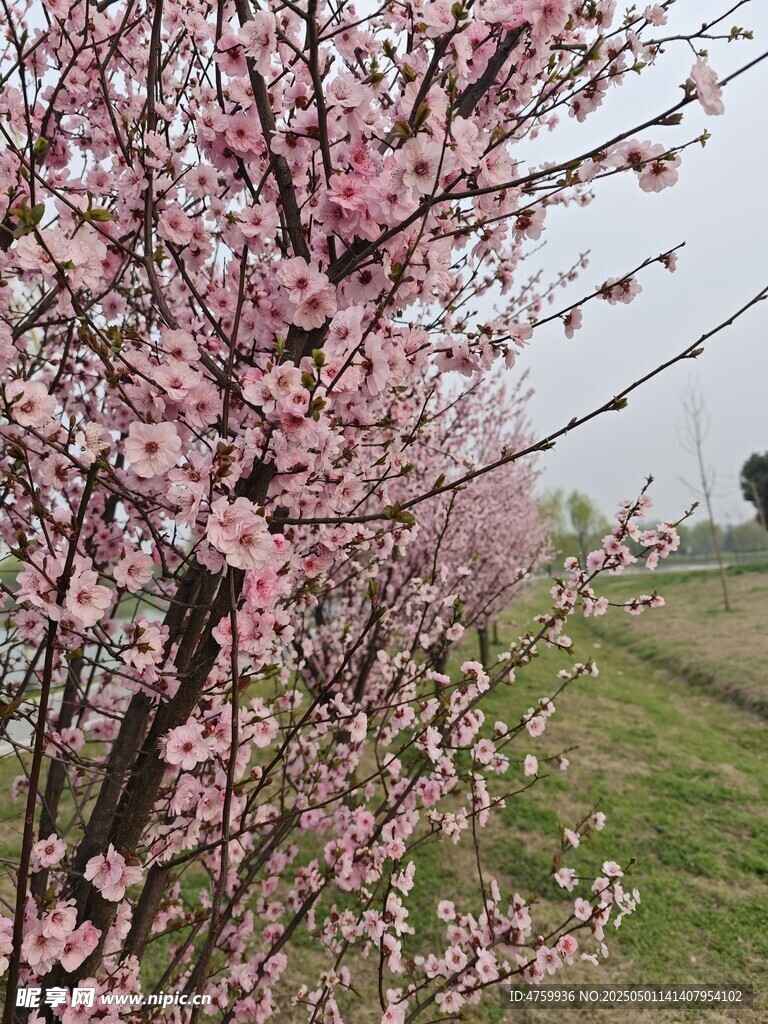 盛開的粉色桃花樹