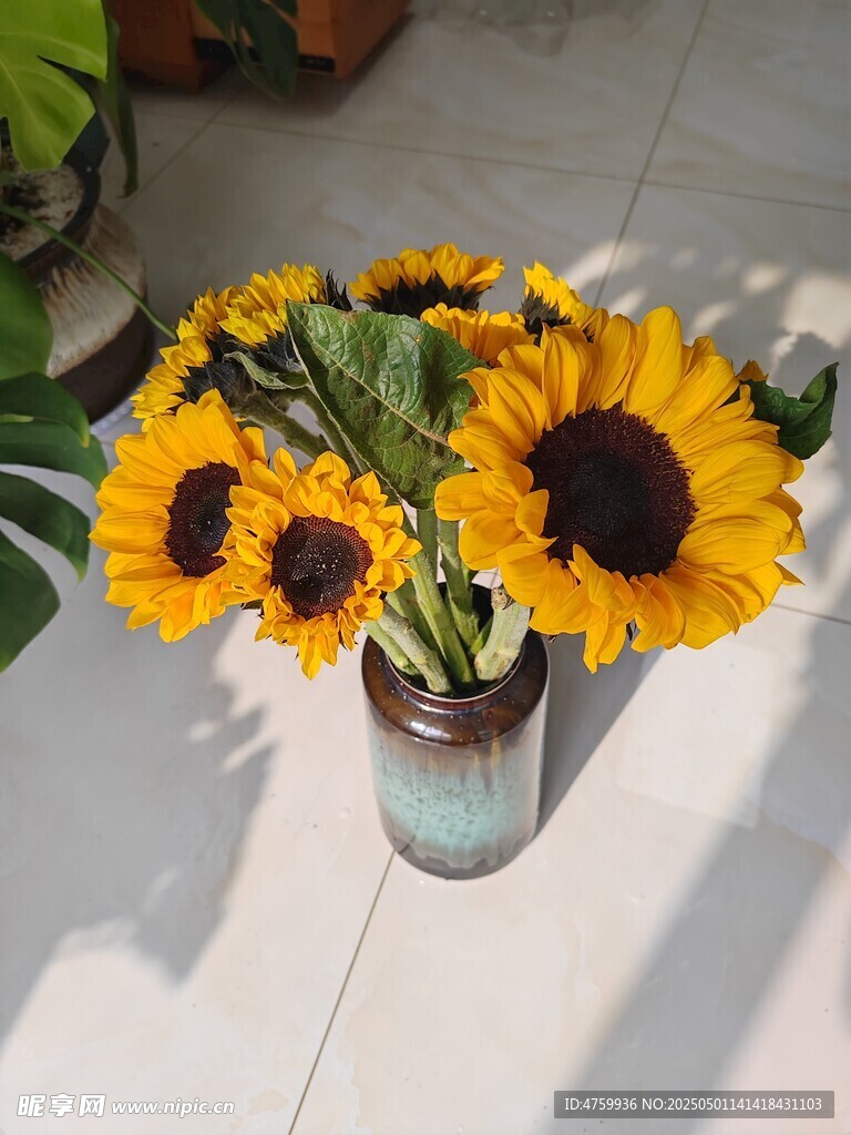 花瓶中的向日葵綻放