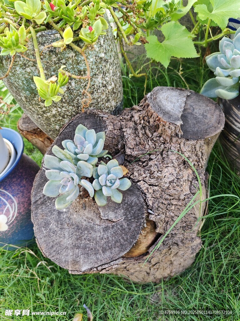 草地上的多肉植物組合