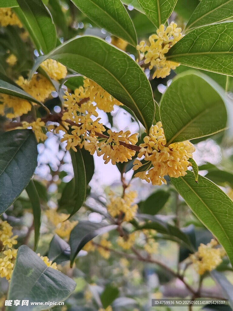 金黃桂花綻放綠葉間