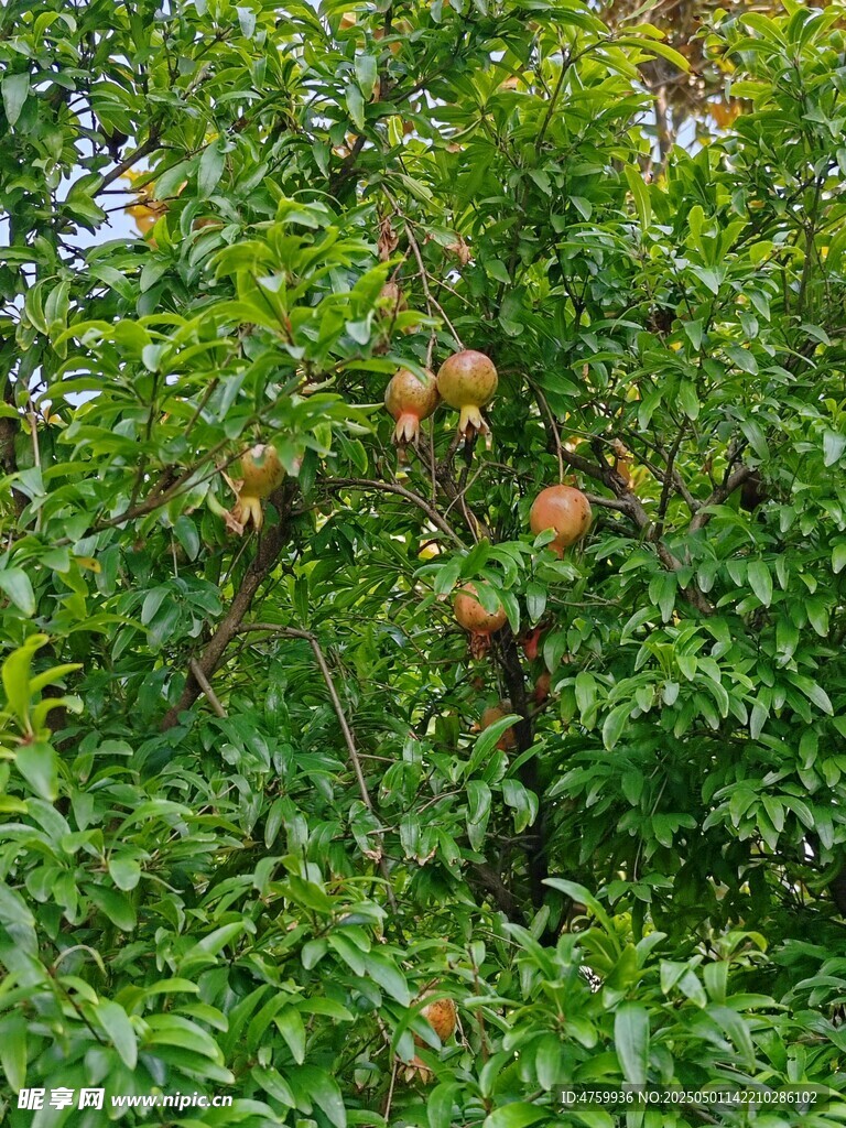 碩果累累的繁茂石榴